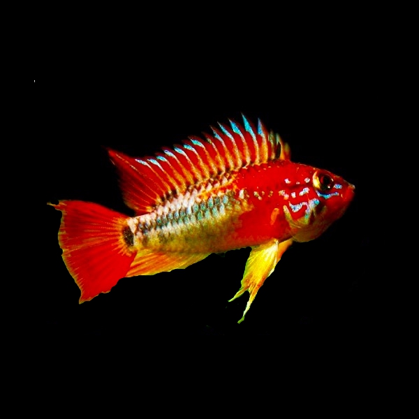 Apistogramma macmasteri red mask M